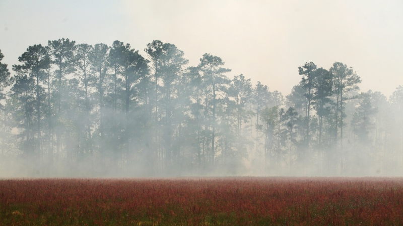 Image for Wildfires Break Out in Carolinas article